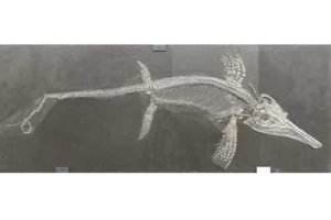 This very complete specimen of the ichthyosaur Suevoleviathan is from the Early Jurassic of Germany. Many excellently preserved ichthyosaur fossils are known from this time and have been collected from the UK and Germany. Mary Anning from Lyme Regis is intimately associated with fossil collection and found the first recognized ichthyosaur fossils in 1810. Credit: Dr Ben Moon & Dr Tom Stubbs