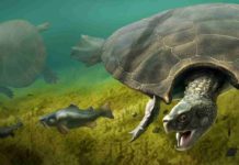 A graphic reconstruction of the giant turtle Stupendemys geographicus: male (front) and female individual (left) swimming in freshwater. Credit: Artwork: Jaime Chirinos