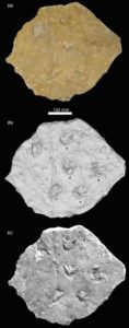 NHMUK PV R 9372, Palaeosauropus sp., (a) colour photograph of the original sandstone slab and tracks, (b) 3D digital render of the plaster cast of the sandstone slab and tracks and (c) black and white photograph of the original sandstone slab and tracks. In (b), left manus and pes prints are denoted a and b respectively, the right pes prints c and e, with print d being the right manus. The indented area left of print e is identified as damage to the specimen rather than a footprint impression.