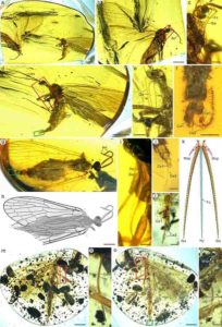 Aneuretopsychidae from Late Cretaceous Burmese amber. Credit: NIGPAS