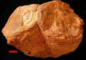Fossil rudist bivalves (Vaccinites) from the Al-Hajar Mountains, United Arab Emirates. Credit: Wikipedia, Wilson44691 – Own work, Public Domain