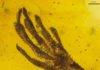 A tiny lizard forefoot of the genus Anolis is trapped in amber that is about 15 to 20 million years old. Credit: Jonas Barthel