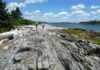 Research suggest that rocks colliding inside fault zones, like this one in Maine, may contribute to damaging high-frequency earthquake vibrations. Credit: Julia Carr