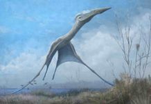Reconstruction of the giant pterosaur Hatzegopteryx launching into the air, just after the forelimbs have left the ground. Credit: Mark Witton