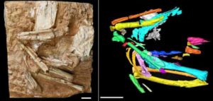 Photograph of the fossil sandgrouse Linxiavis inaquosus (left) with a fabricated-color image (right) of the bird's skeleton based on CT scanning data Credit: IVPP