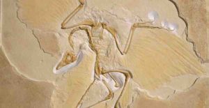 We know that birds, such as this Archaeopteryx, evolved from dinosaurs but there have been persistent questions about how common the feathers were amongst their extinct relatives © The Trustees of the Natural History Museum, London