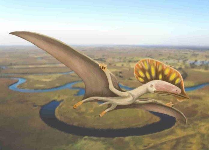 [Image: Chinese-pterodactyl-wings-its-way-to-the...96x501.jpg]