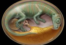 Robert Reisz examined fossils from the embryos of Lufengosaurus, an early sauropodomorph species that predates more recognizable sauropods. Credit: David Mazierski