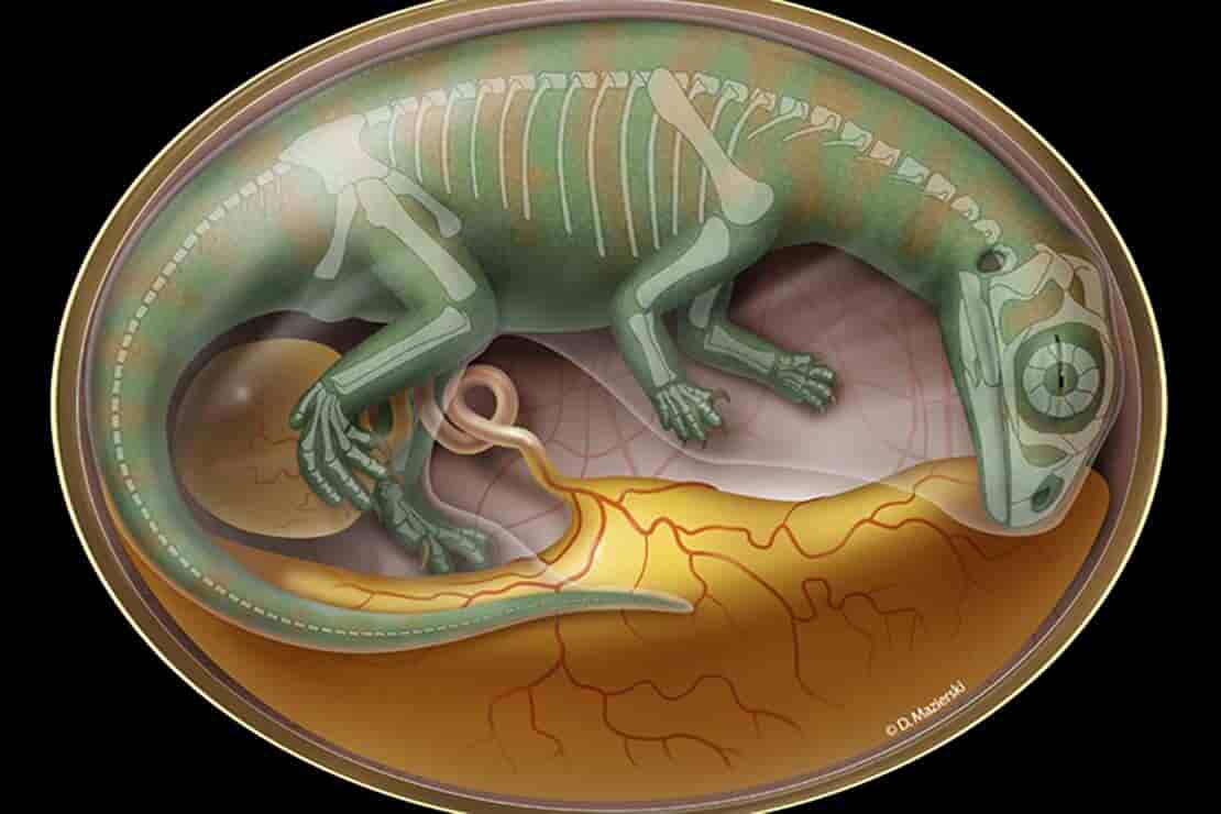 all dinosaur fossils