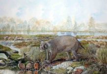 Life reconstruction of the giant wombat relative Mukupirna nambensis on the shores of Lake Pinpa 25 million years ago. Also shown are stiff-tailed ducks (foreground) and flamingos (background), the remains of which are known from the same fossil deposit. Credit: Painting by Peter Schouten.