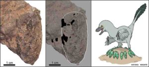 An egg of Himeoolithus murakamii (left), outlined egg with intact eggshell remains (black area) (middle), and reconstruction of Himeoolithus murakamii and their probable parent dinosaur (right). 