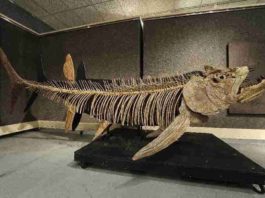 The fossilized remains of this Xiphactinus - similar to the one found in Argentina - was discovered in the US state of Kansas and sold at auction in 2010