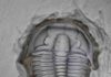 Elrathia kingii, one of the most common and well-recognized trilobites, which was collected in western Utah. Credit: M. Hopkins/© AMNH