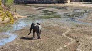  An African Elephant walks through the drying streambed of Chitake Springs as the drought season descends on Mana Pools National Park in Zimbabwe Photo credit: Trisha Atwood.