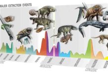 Summary of major extinction events through time, highlighting the new, Carnian Pluvial Episode at 233 million years ago. Credit: D. Bonadonna/ MUSE, Trento