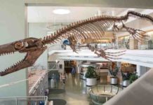A skeletal mount of the mosasaur 'Gnathomortis stadtmani' at BYU’s Eyring Science Center. USU Eastern paleontologist Josh Lively named the giant marine lizard that roamed the oceans of North America toward the end of the Age of Dinosaurs. Courtesy BYU.