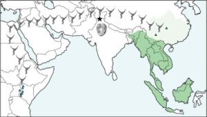 Map illustrating the location of Kapi (black star) relative to modern (dark green) and historical (light green) populations of lesser apes and the approximate distribution of early fossil apes in East Africa (blue triangles). Green triangles mark the location of previously discovered fossil gibbons. The new fossil is millions of years older than any previously known fossil gibbon and highlights their migration from Africa to Asia. Credit: Luci Betti-Nash.