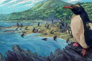 The dawn crested penguin Eudyptes atatu in New Zealand, three million years ago. Image by Simone Giovanardi. Permission for use of the image for a press release is granted by the artist. Credit: Massey University