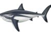 Palaeoartist reconstruction of a 16 m adult Megalodon. Credit: Reconstruction by Oliver E. Demuth