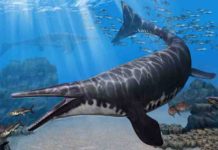 Artist's rendering of Gavialimimus almaghribensis, a newly discovered species of mosasaur that ruled the seas of what is now Morocco some 72 to 66 million years ago. Credit: Tatsuya Shinmura