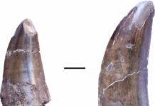 Teeth of a large dinosaur, possibly Metriacanthosauridae, from the Liuhuanggou site in the southern Junggar basin. Scale: 1 cm. Credit: University of Tübingen