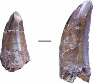 Teeth of a large dinosaur, possibly Metriacanthosauridae, from the Liuhuanggou site in the southern Junggar basin. Scale: 1 cm. Credit: University of Tübingen