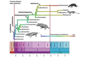 The origin of endothermy in synapsids, including the ancestors of mammals. The diagram shows the evolution of main groups through the Triassic, and the scale from blue to red is a measure of the degree of warm-bloodedness reconstructed based on different indicators of bone structure and anatomy. Credit: Mike Benton, University of Bristol. Animal images are by Nobu Tamura, Wikimedia