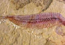 Fossil specimen of Kylinxia, holotype. Credit: ZENG Han