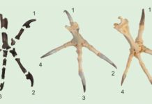 Similar to present-day diurnal birds of prey (right), the talons on the hind toe and the second toe of Primoptynx poliotauros (left) are noticeably larger than the talons on the third and fourth toe. In modern owls (center) all four talons are roughly the same size.