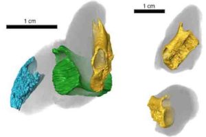 CT scan of coprolite specimen, BRSMG Cf15546, in different views, showing tuberculated bone (blue) from a fish skull, and two vertebrae from the tail of the marine reptile Pachystropheus, in yellow and green. Credit: Marie Cueille, and Palaeobiology Research Group, University of Bristol