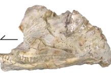 Kopidosaurus perplexus skull in left lateral view. Credit: Simon Scarpetta