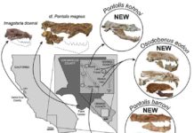 Map & Skulls. Credit: Journal of Vertebrate Paleontology