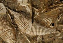 Professor Cathryn Newton studies Middle Devonian marine faunas (such as these brachiopods from 380-390 million years ago), whose fossils are lodged in a unit of bedrock in Central New York. Credit: Syracuse University