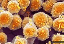 Image of archaea. Credit: Steve Gschmeissner/Science Photo Library