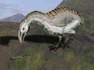 Adzebills, also close relatives of cave-rails, were large, flightless birds with big beaks that could have been used to prey on small animals or strip vegetation. Illustration courtesy of Nobu Tamura, CC BY 3.0