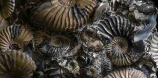 These fossil ammonites have lost their outer coating of shell, revealing the iridescent nacre beneath. Now extinct, ammonites were a group of marine mollusks that first appeared about 409 million years ago, persisting until the extinction event that wiped out the dinosaurs about 66 million years ago. Credit: Florida Museum photo by Jeff Gage