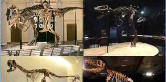 Skeletons of four tyrannosaurid specimens tested in the study. Clockwise from above left: adult Tyrannosaurus rex “Sue” (FMNH PR 2081) (Field Museum of Natural History, Chicago, IL; photo by the Field Museum), juvenile Tyrannosaurus rex “Jane” (BMRP 2002.4.1) (Burpee Museum of Natural History; photo by A. Rowe), adult Tarbosaurus bataar (Dinosaurium exhibition, Prague, Czech Republic; photo by R. Holiš) and Raptorex kriegsteini skeletal reconstruction (LH PV18) (Long Hao Institute of Geology and Paleontology, Hohhot, Inner Mongolia, China; photo by P. Sereno). Credit: Listed in caption. Final image by Andre Rowe
