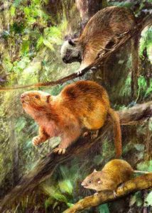 Illustration showing how the three new species of fossil cloud rats might have looked. Credit: © Velizar Simeonovski, Field Museum.