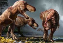 Over approximately 2.5 million years, North America likely hosted 2.5 billion Tyrannosaurus rexes, a minuscule proportion of which have been dug up and studied by paleontologists, according to a UC Berkeley study. (Image by Julius Csotonyi, courtesy of Science magazine)
