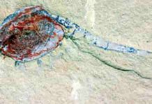 Chuandianella ovata, an extinct shrimp-like crustacean.