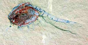 Chuandianella ovata, an extinct shrimp-like crustacean.