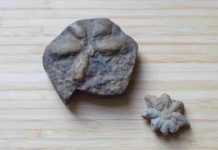 Two fossils of Brooksella alternata.