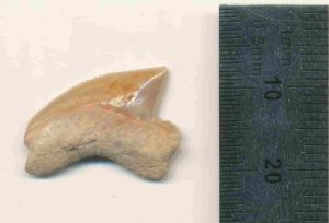 Fossilised Squalicorax tooth Nr. #07815 from the Jerusalem site. Credit: Omri Lernau