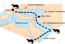 The dispersal of the Vishnuonyx otters from the Indian subcontinent to Africa and Europe about 13 million years ago. The star (HAM 4) shows the position of the Hammerschmiede fossil site. Image: Nikos Kargopoulos