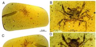 Fig. 1. Cretapsara athanata Luque gen. et sp. nov., a modern-looking eubrachyuran crab in Burmese amber. (A to D) Holotype LYAM-9. (A) Whole amber sample with crab inclusion in ventral view. (B) Close-up of ventral carapace. (C) Whole amber sample with crab inclusion in dorsal view. (D) Close-up of dorsal carapace. White arrows in (B) and (D) indicate the detached left fifth leg or pereopod. Photos by L.X. Figure by J.L.