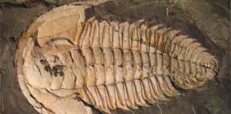 A trilobite fossil, Redlichia rex found at Emu Bay, Kangaroo Island – a marine creature that lived over 500 million years ago during the Cambrian period. Credit: Macquarie University