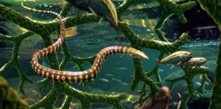 “In the shallows near shore, Tetrapodophis amplectus glides through a tangle of branches from the conifer Duartenia araripensis that have fallen into the water, sharing this habitat with a water bug in the family Belostomatidae and small fish (Dastilbe sp.).” Image credit: Julius Csotonyi