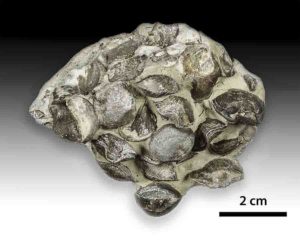 Brachiopod fossils from the Ordovician Period outcrop on Anticosti Island, Quebec, Canada. (Credit: André Desrochers, University of Ottawa)
