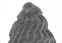 A 250-million-year-old fossil of a marine snail shell in pristine condition. The shell was one of the thousands examined in the study. Scale bar = 100 µm. Credit: William Foster et al.