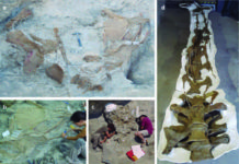 Images of different fossil remains of Abditosaurus kuehnei at the Orcau-1 site (a), the excavation process (b and c) and the neck after fossil preparation (d).